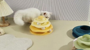 Brinquedo Interativo Para Gato Torre Com Bolinhas 4 Niveis Pet 07A10001