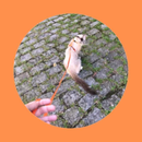 Coleira Peitoral Com Guia Gato Pet Shop Ajustavel E Guia