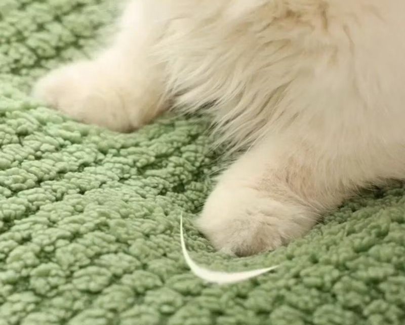Caminha Para Pet De Sapo Para Caes e Gatos 50cm